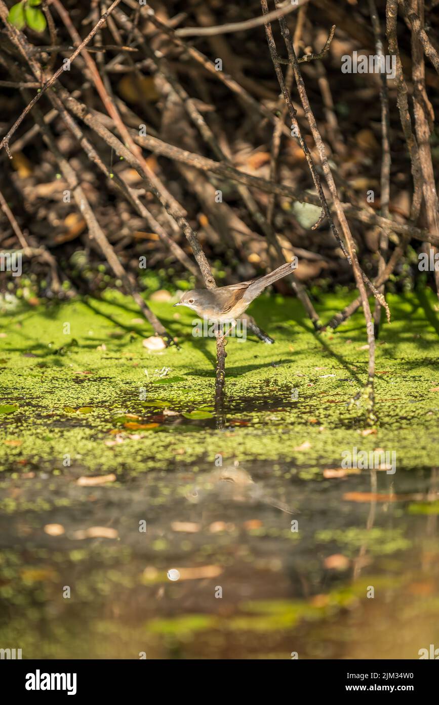 Uccello sopra il ramo preparato per prendere un bagno Foto Stock