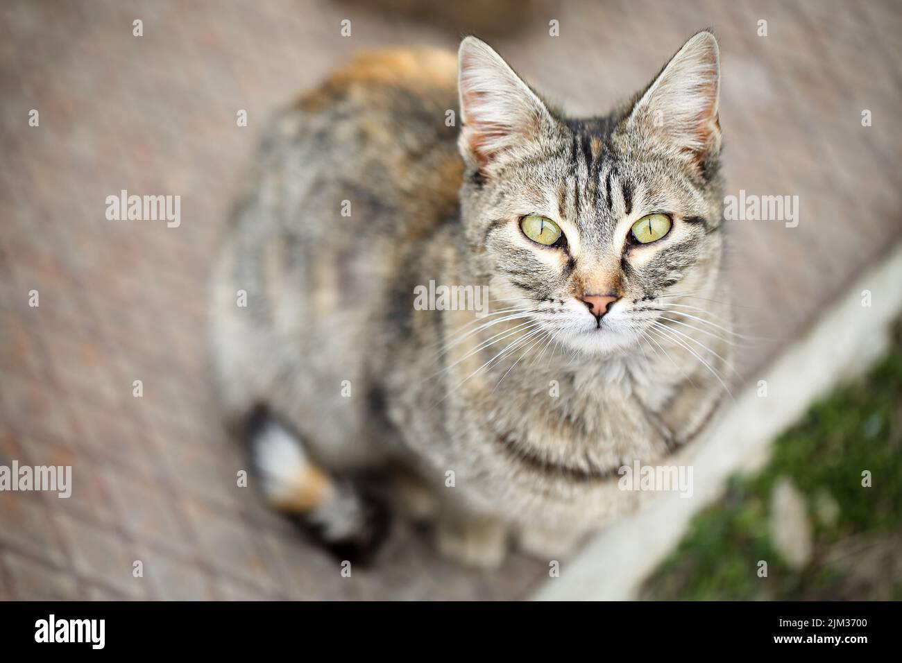 Adorabile, sgombro stray spogliato gatto tabby con macchie arancioni e bella occhi verdi seduti e guardando la fotocamera, visto dall'alto. Foto Stock