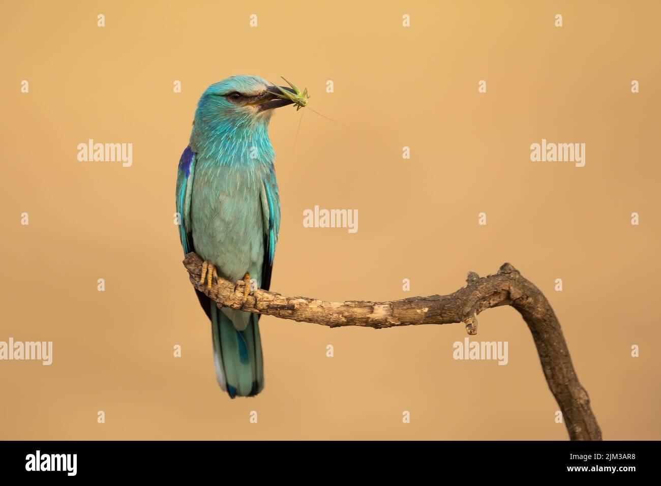 Rullo europeo che tiene l'insetto in becco sul ramo con spazio di copia Foto Stock