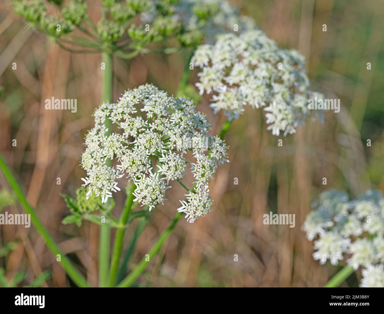 Carota selvatica fiorente, carota di Daucus Foto Stock