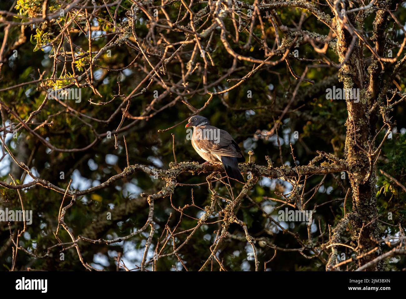 uccello come pigeon arroccato sul ramo di un albero guardando a sinistra Foto Stock