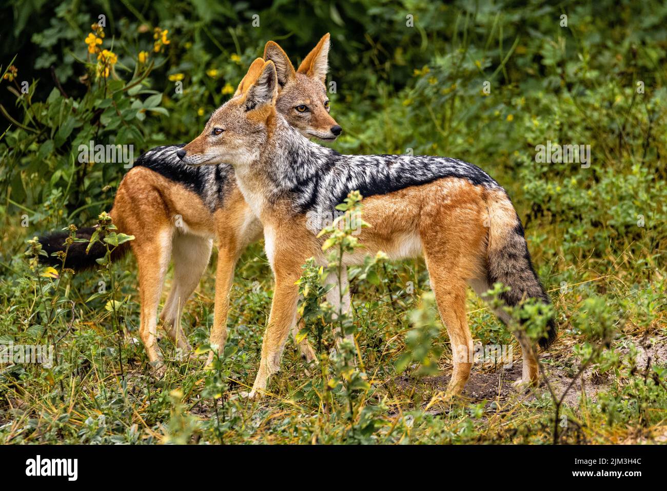 Un primo piano di Jackals in piedi in erba verde, guardando intorno Foto Stock