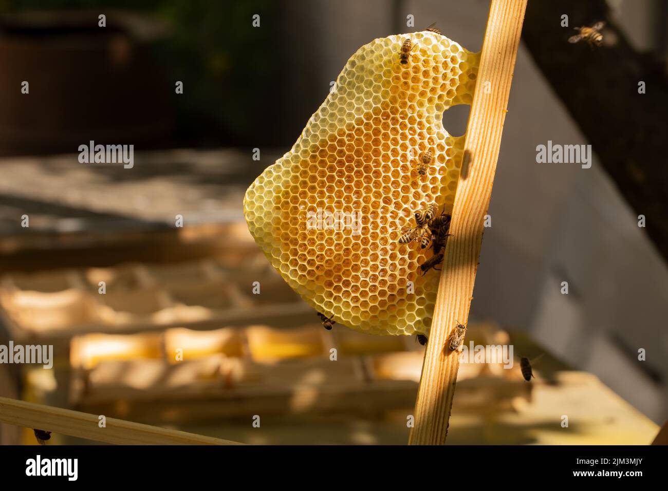 Lingua dal nido d'ape su cui le api raccolgono il miele. L'apicoltore tiene nelle mani una cornice con una nido d'ape tirata Foto Stock