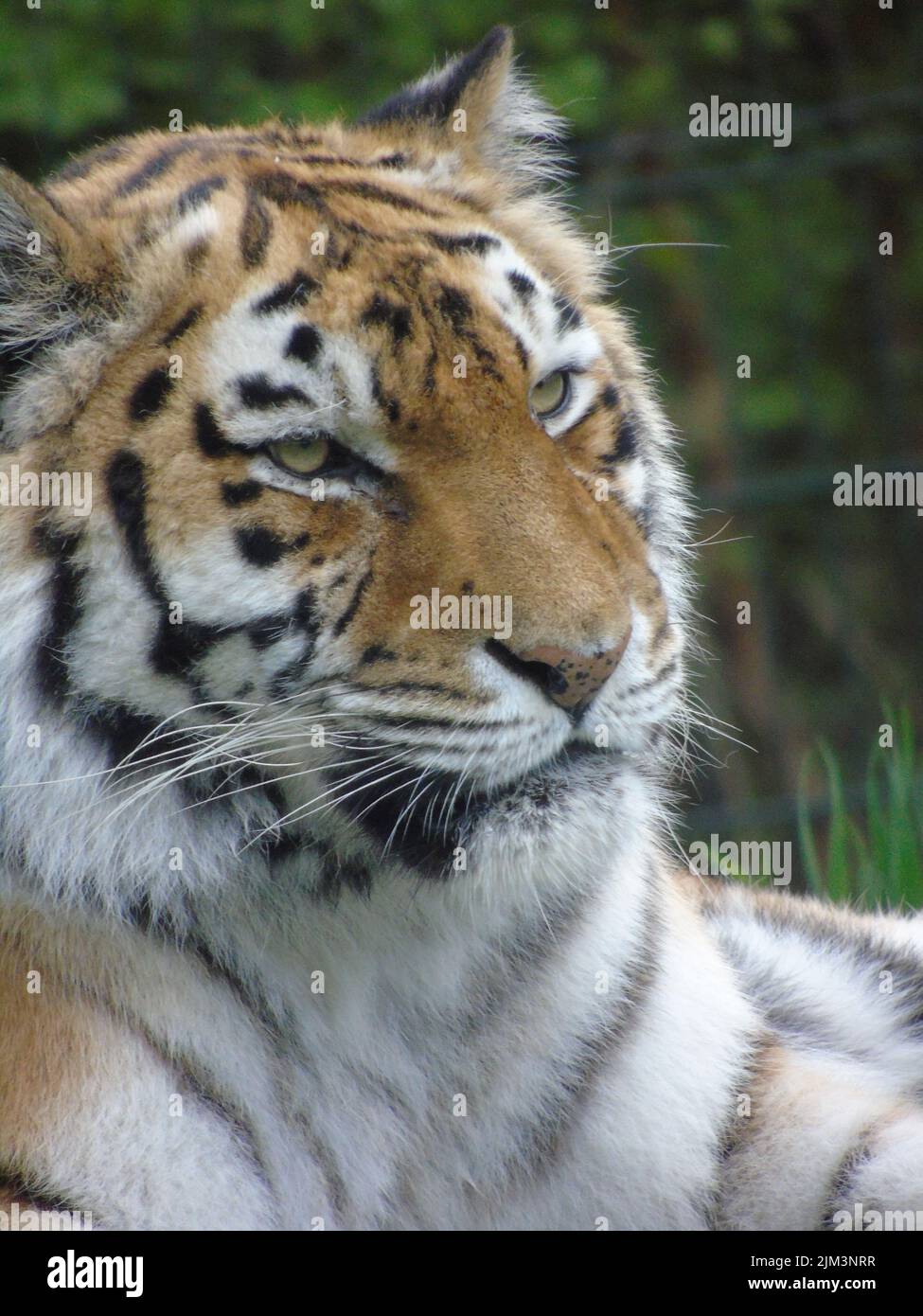 Una tigre di Amur o Siberian Foto Stock