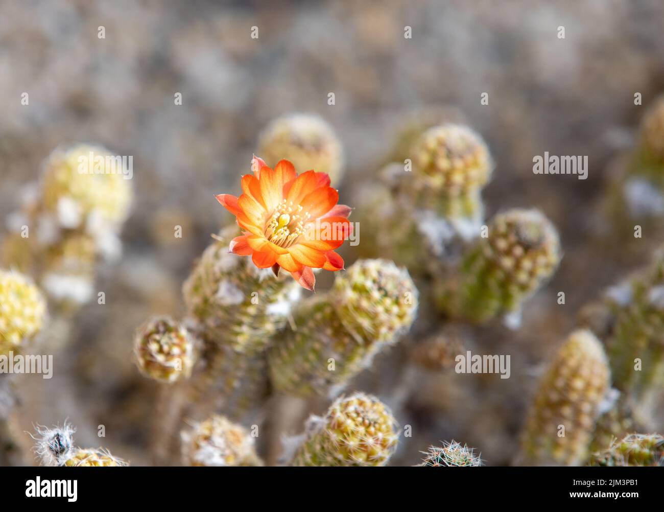 Un primo piano di un cactus fiorente Foto Stock