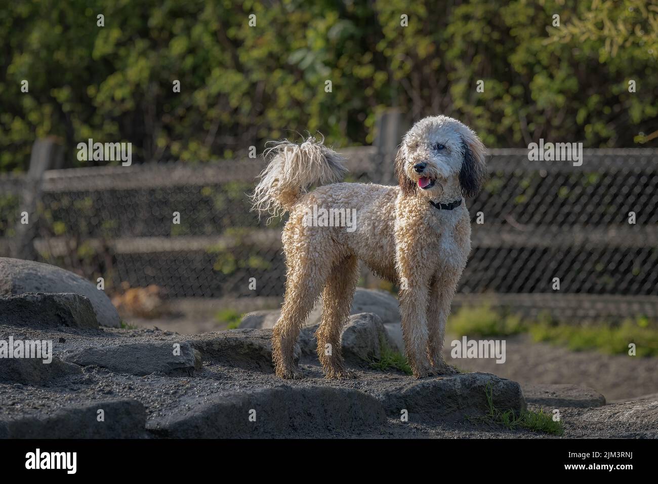 UN DOODLE POODLE CHE SI ERGE SULLE ROCCE NELL'AREA LUTHER BURBANK OFF LEASH DI MERCER ISLAND, WASHINGTON Foto Stock
