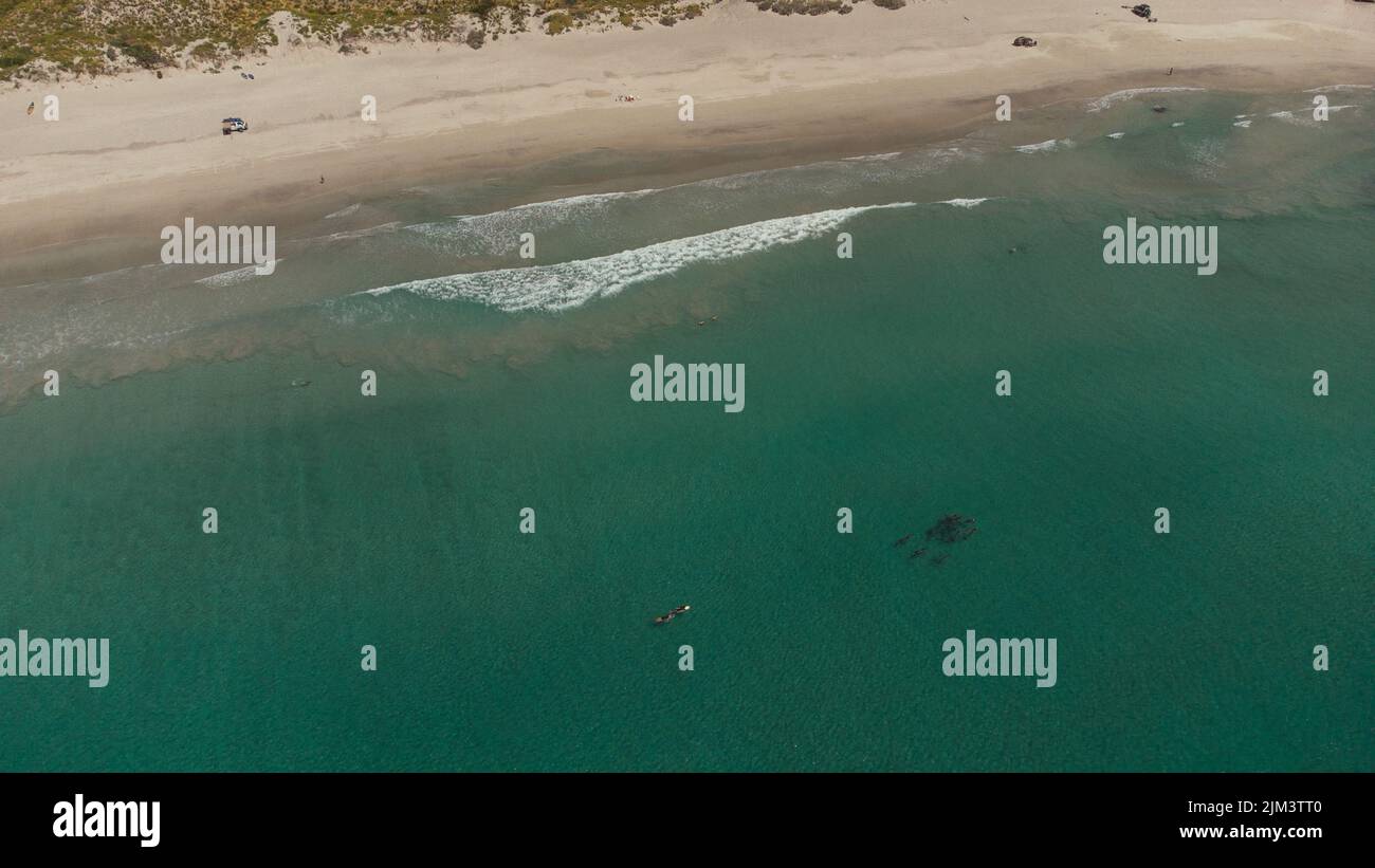 Una veduta aerea dei surfisti che incontrano i delfini al sole, alla spiaggia di Snelling, Kangaroo Island, Australia Foto Stock