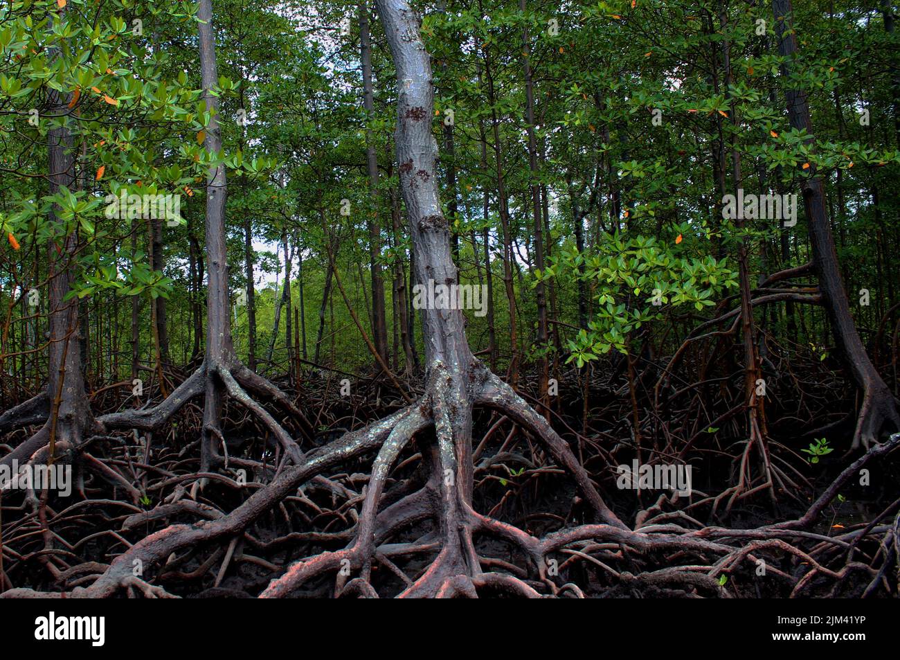 Foresta di mangrovie con vegetazione caratteristica di questo ecosistema, alberi con radici esposte e steli marroni e foglie verdi, in Morro de São Paulo, BR. Foto Stock