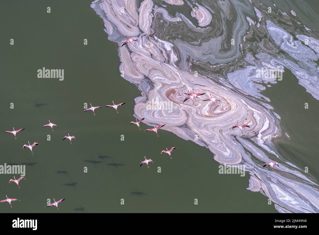 Una vista aerea del fiammeggiante dei fenicotteri che volano sul lago Soda Foto Stock
