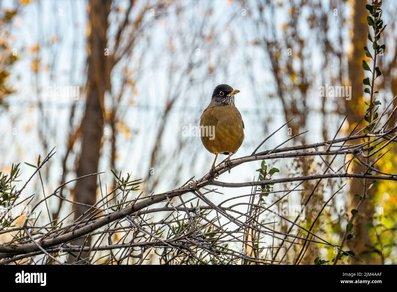 Un vero uccello di mughetto appollaiato su un ramo su uno sfondo sfocato Foto Stock