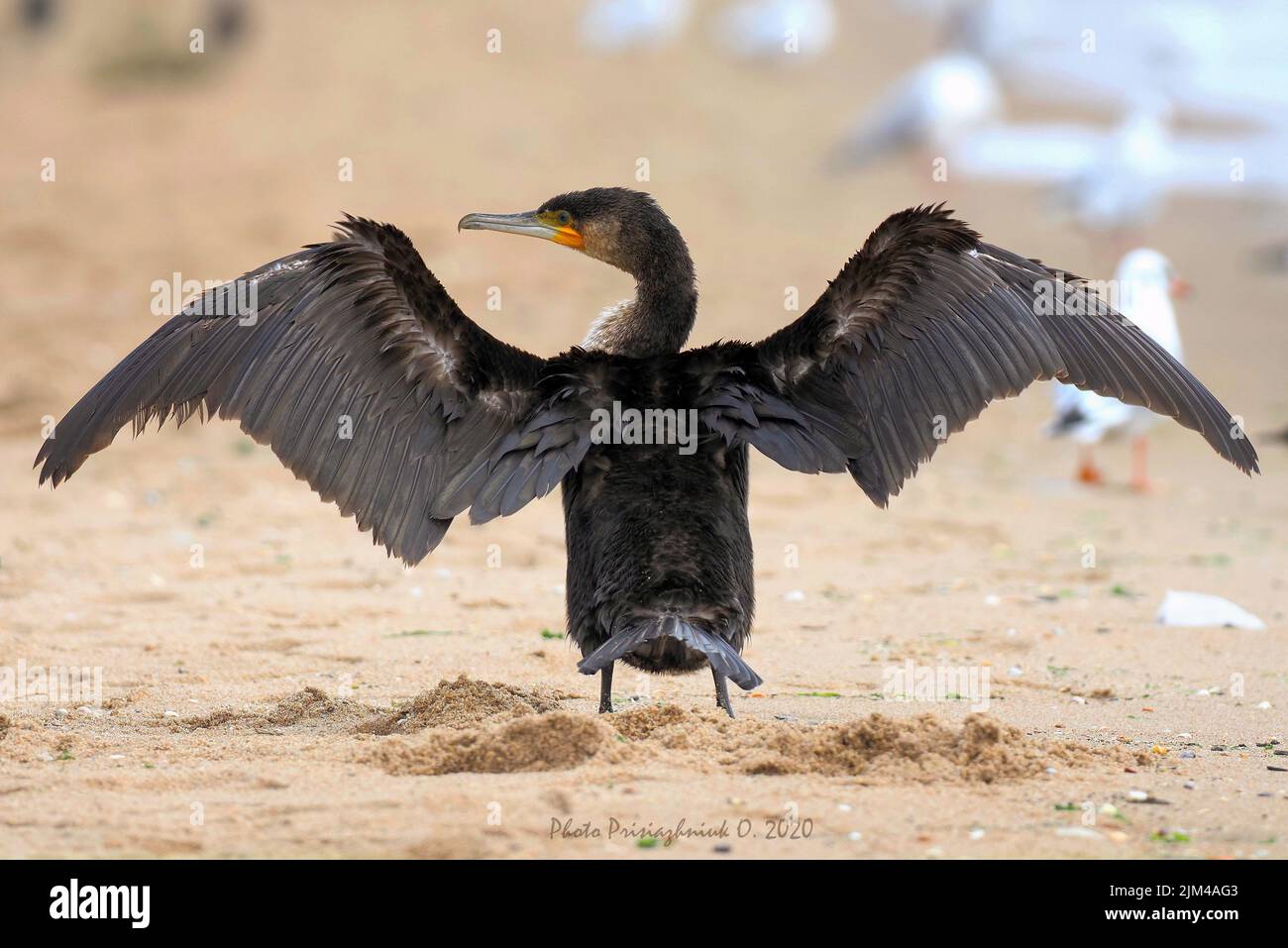 Un uccello con piume nere e becco affilato in piedi su un terreno sabbioso con ampie ali aperte Foto Stock