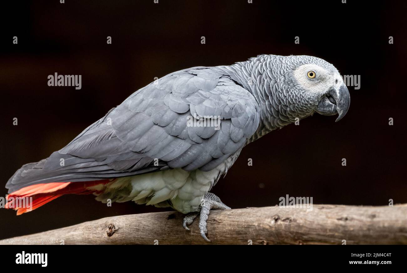 Un primo piano di un pappagallo Gray in piedi su un ramo d'albero con sfondo nero Foto Stock