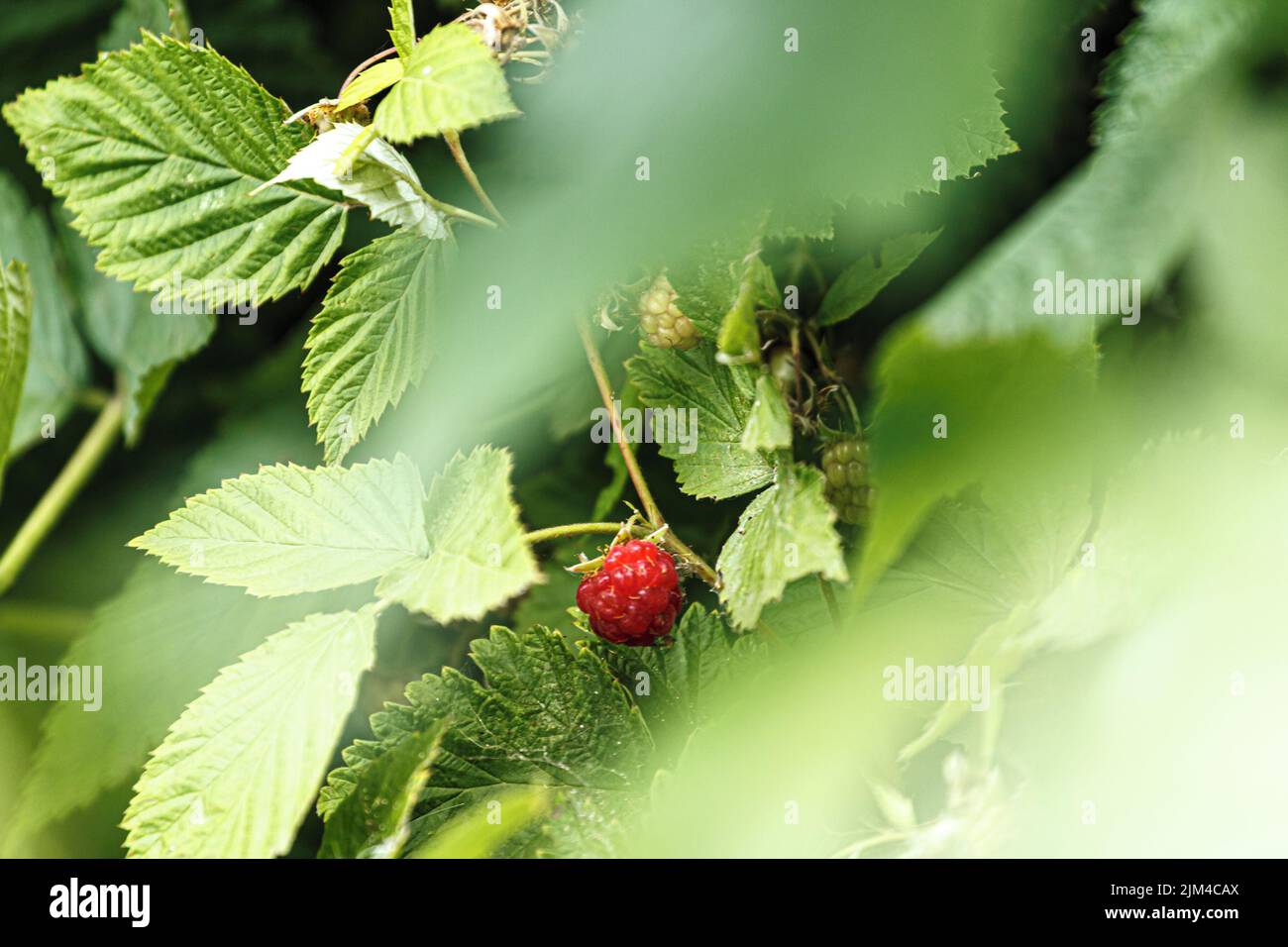 Lampone maturo in giardino su sfondo bokeh verde Foto Stock