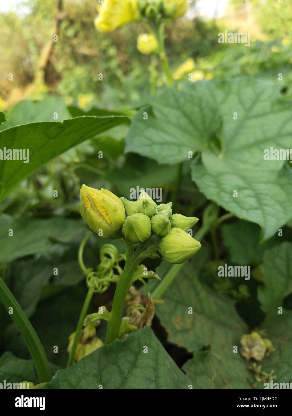 Luffa aegyptiaca, la zucca di spugna, cetriolo egiziano o luffa vietnamita, è una specie annuale di vite coltivata per i suoi frutti, originaria del Sud Foto Stock