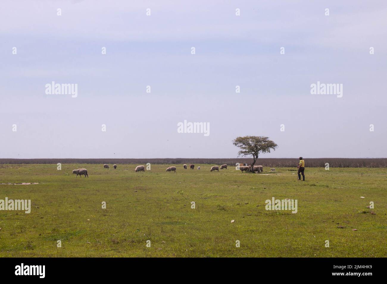 Uomo che branda pecore in un campo aperto Foto Stock