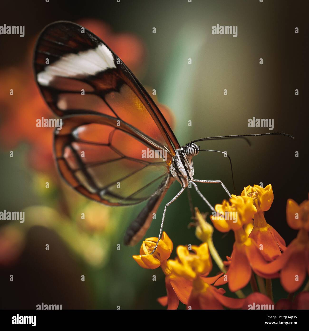Un primo piano di una bella farfalla Glasswing su un fiore nel giardino Foto Stock