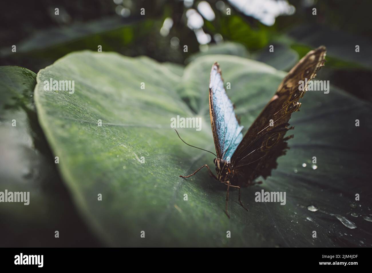 Un primo piano di una bella farfalla morfo blu su una foglia in giardino Foto Stock