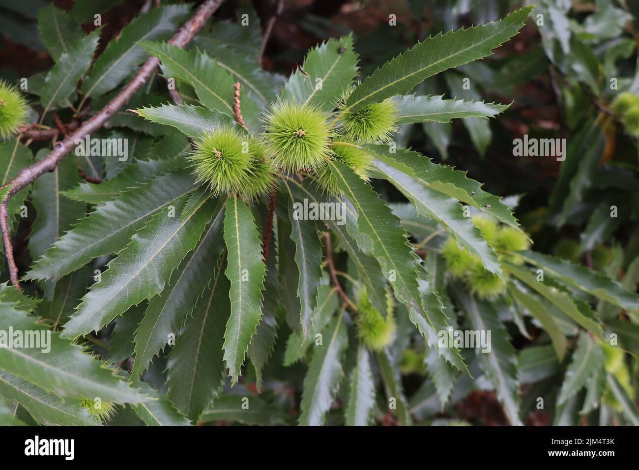 Mulino Castanea sativa. Castagno dolce. Ramo di castagno spagnolo Foto Stock