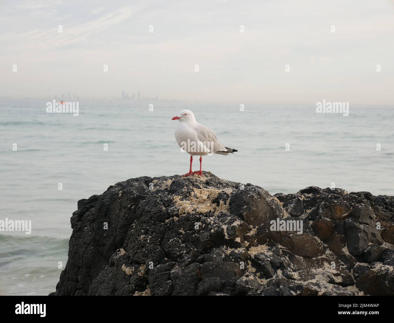 Un primo piano di un gabbiano su una roccia a Corfù, Grecia, Kerkyra Foto Stock