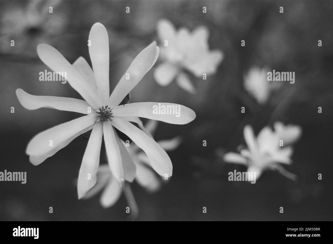 Un primo piano in scala di grigi di delicati fiori bianchi di Star Magnolia che crescono in un giardino su uno sfondo sfocato Foto Stock