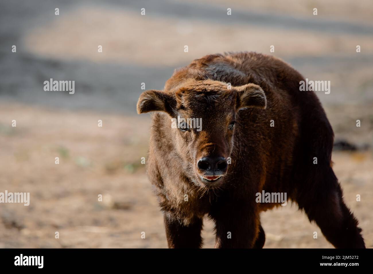 Carino ritratto del viso di un bambino mishmi takin senza corna al tramonto Foto Stock