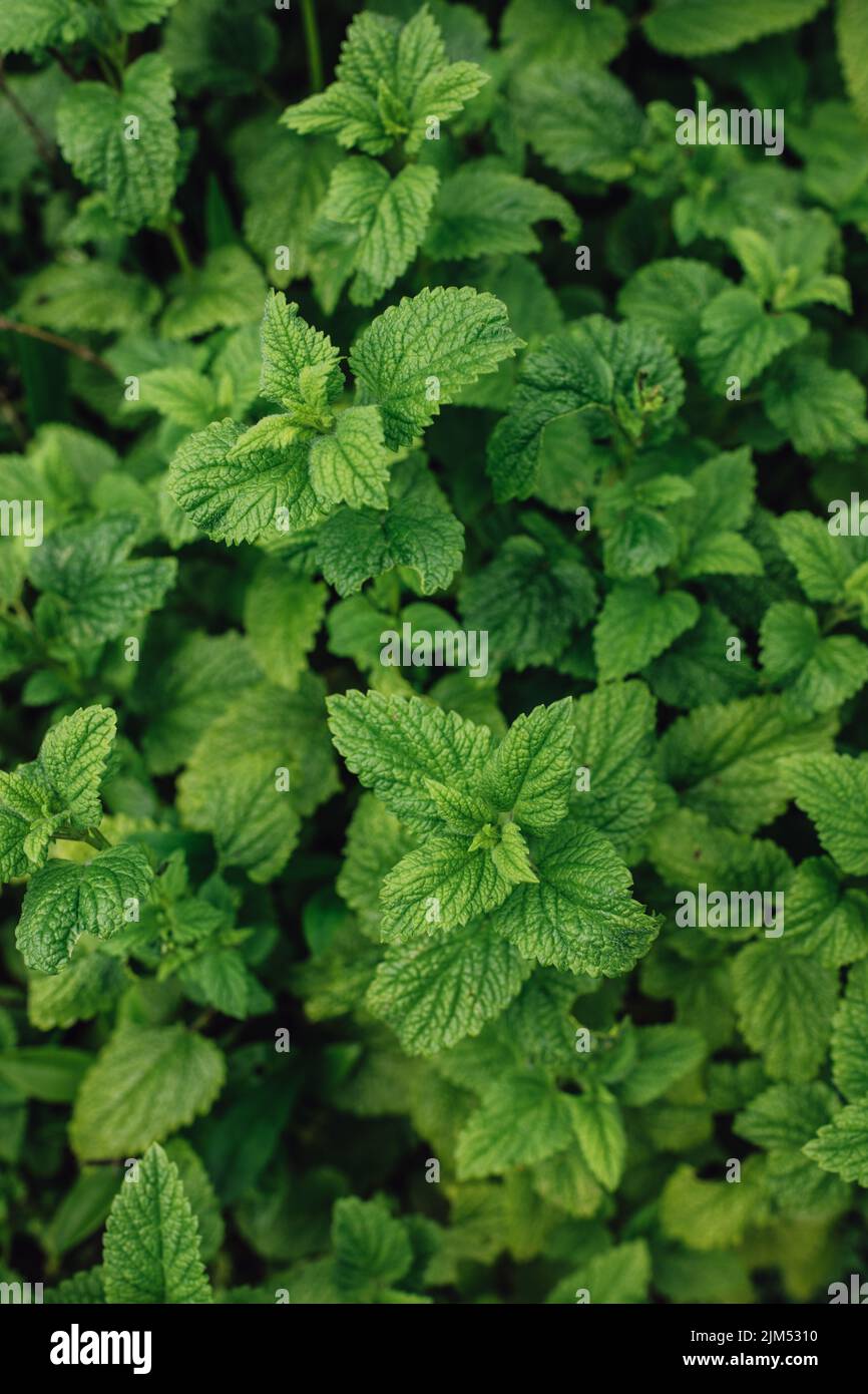 Balsamo al limone, balsamo comune o menta balsamo (Melissa officinalis) che cresce in giardino Foto Stock