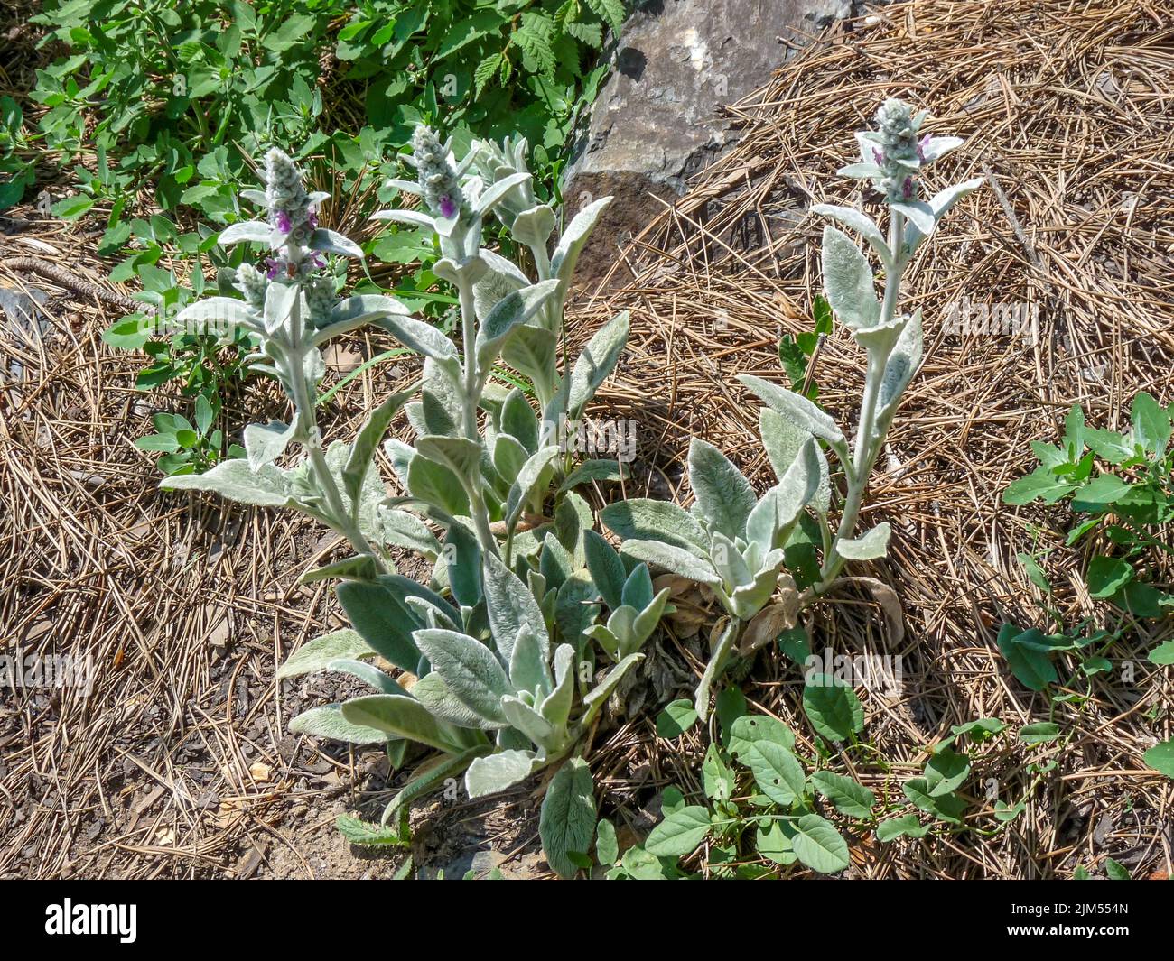 Un primo piano di una pianta fiorita a Praga, nella Repubblica Ceca, in una luce del giorno Foto Stock