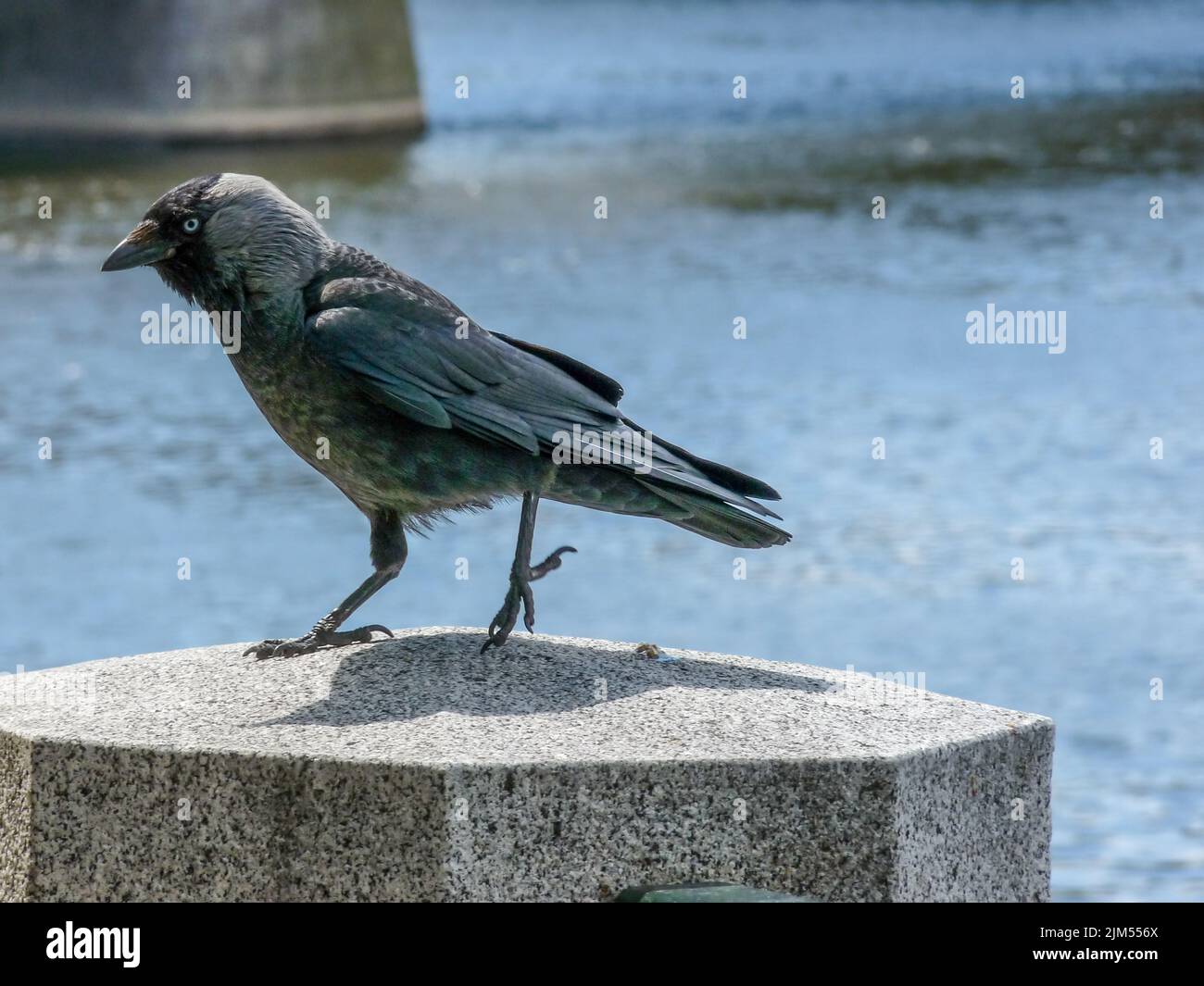 Un primo piano di un corvo arroccato su una pietra a Praga, Repubblica Ceca Foto Stock
