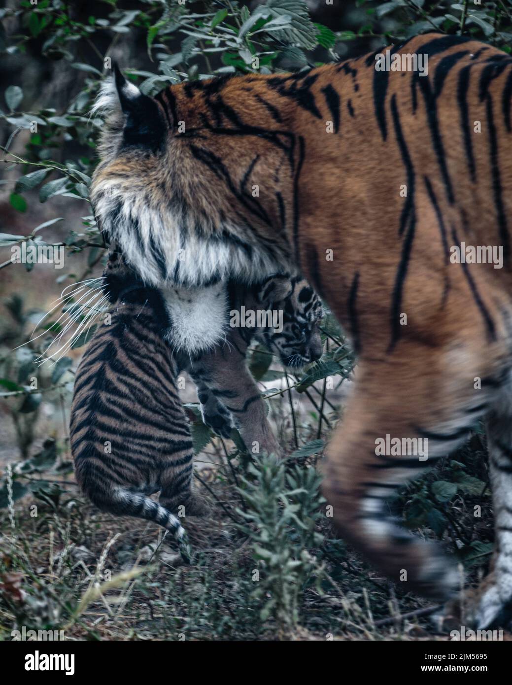 Una tigre porta il suo giovane cucciolo allo Zoo di Londra. Foto Stock