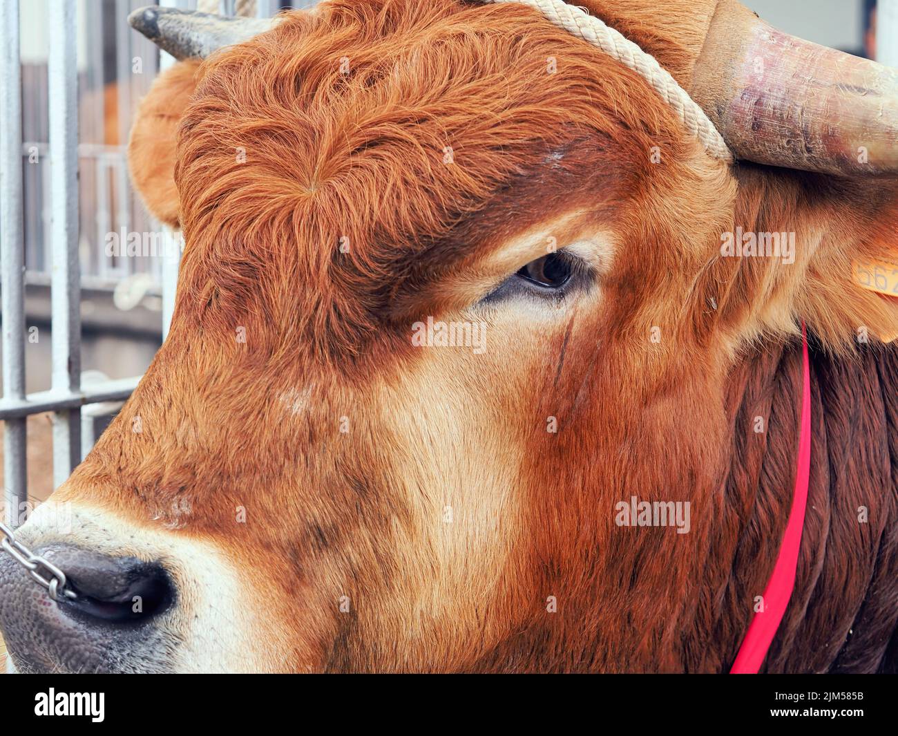 Primo piano faccia di un toro giovane marrone con capelli ricci fronte, catena nel naso, corda intorno alle corna. Foto Stock