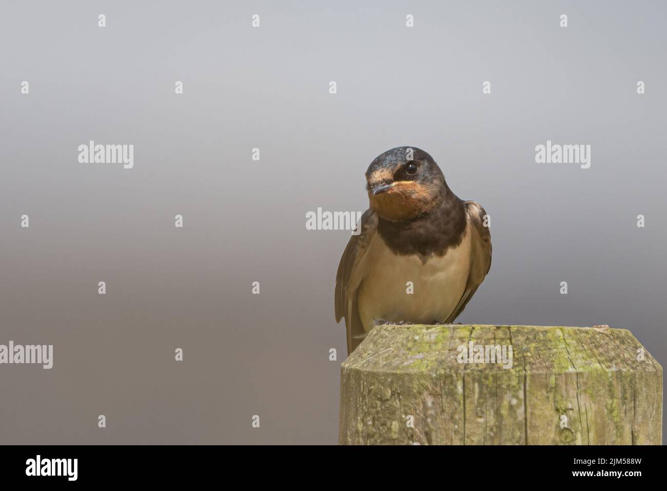 Swallow (Hirundo rustica) arroccato in post presso la Loch Leven RSPB Reserve, Scozia, Regno Unito. Foto Stock