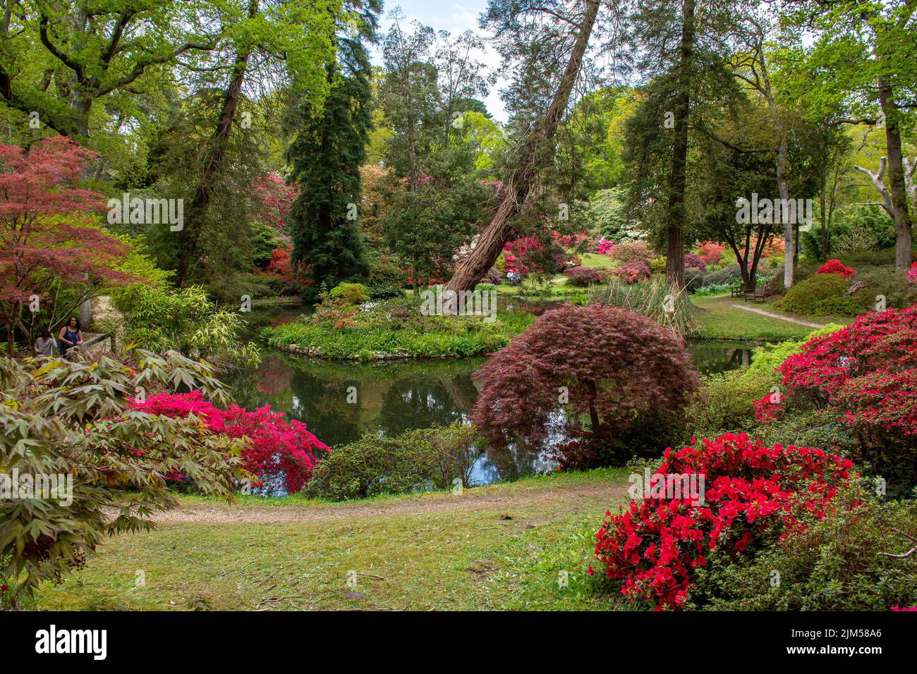 Uno splendido scenario primaverile a Exbury Gardens, New Forest, Southampton, Regno Unito Foto Stock