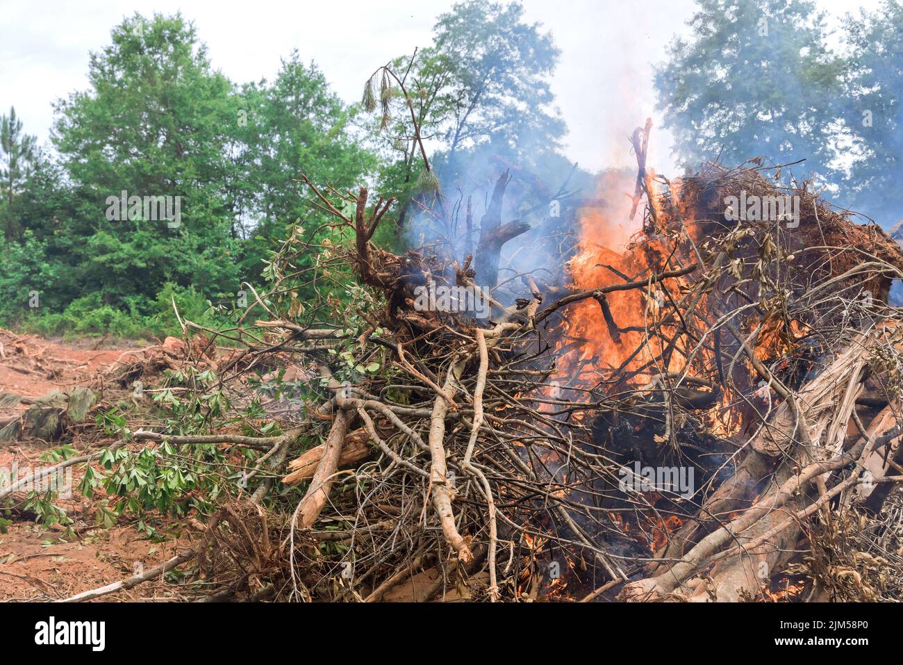 Per sviluppare terreni da costruzione, la foresta deve essere sradicata e bruciata durante il processo Foto Stock