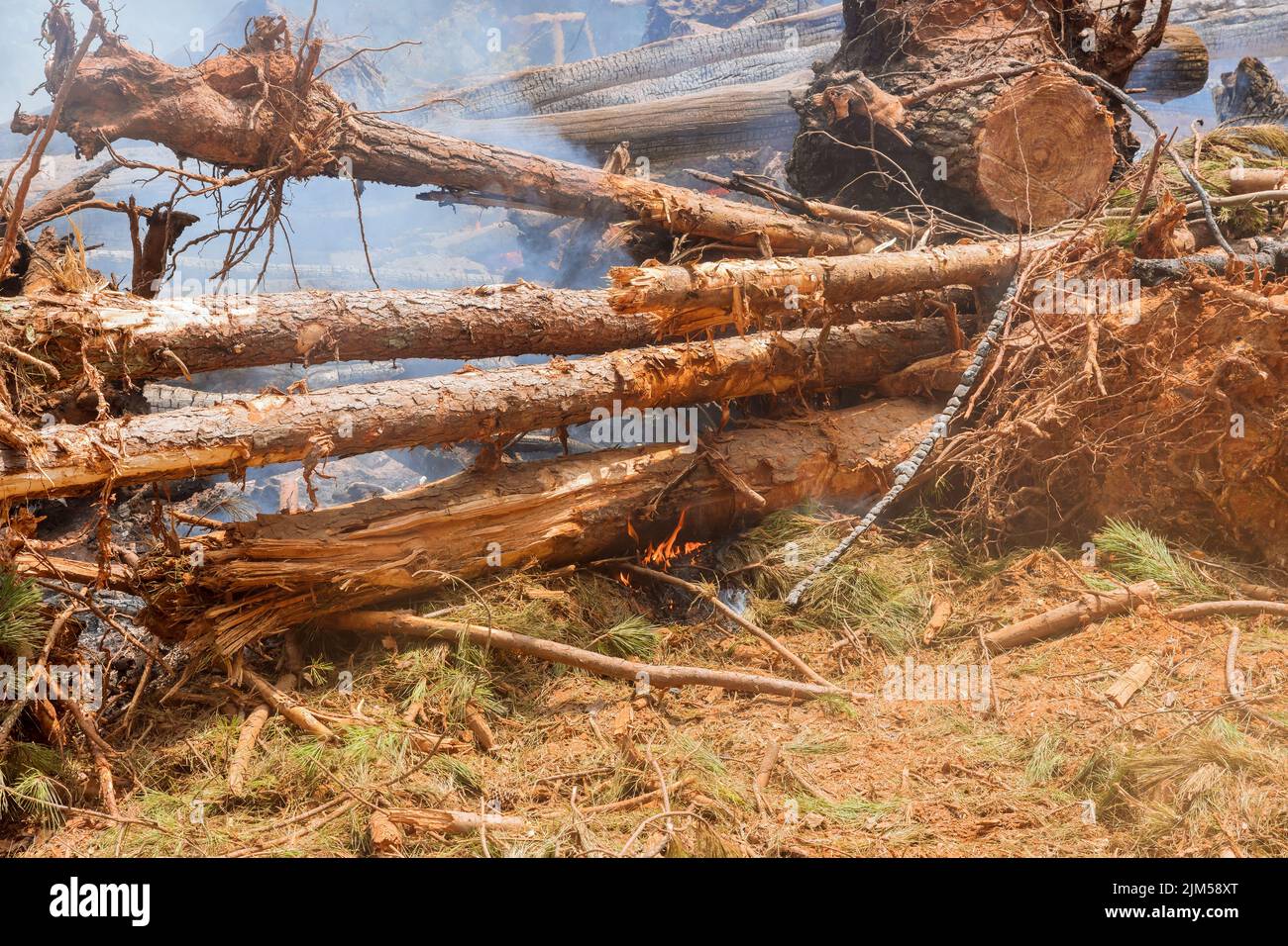 Durante lo sviluppo del terreno per la costruzione, la foresta viene sradicata e bruciata Foto Stock