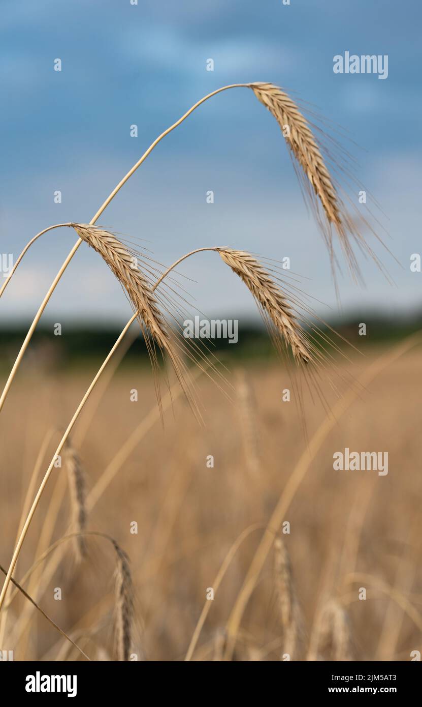 Spighe di grano appena prima del raccolto. La segale matura nel campo pronta per la raccolta. Foto Stock