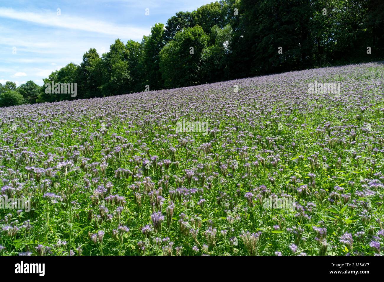 Campo di piante mellifere Phacelia tanacetifolia, paradiso delle api, paesaggio Foto Stock