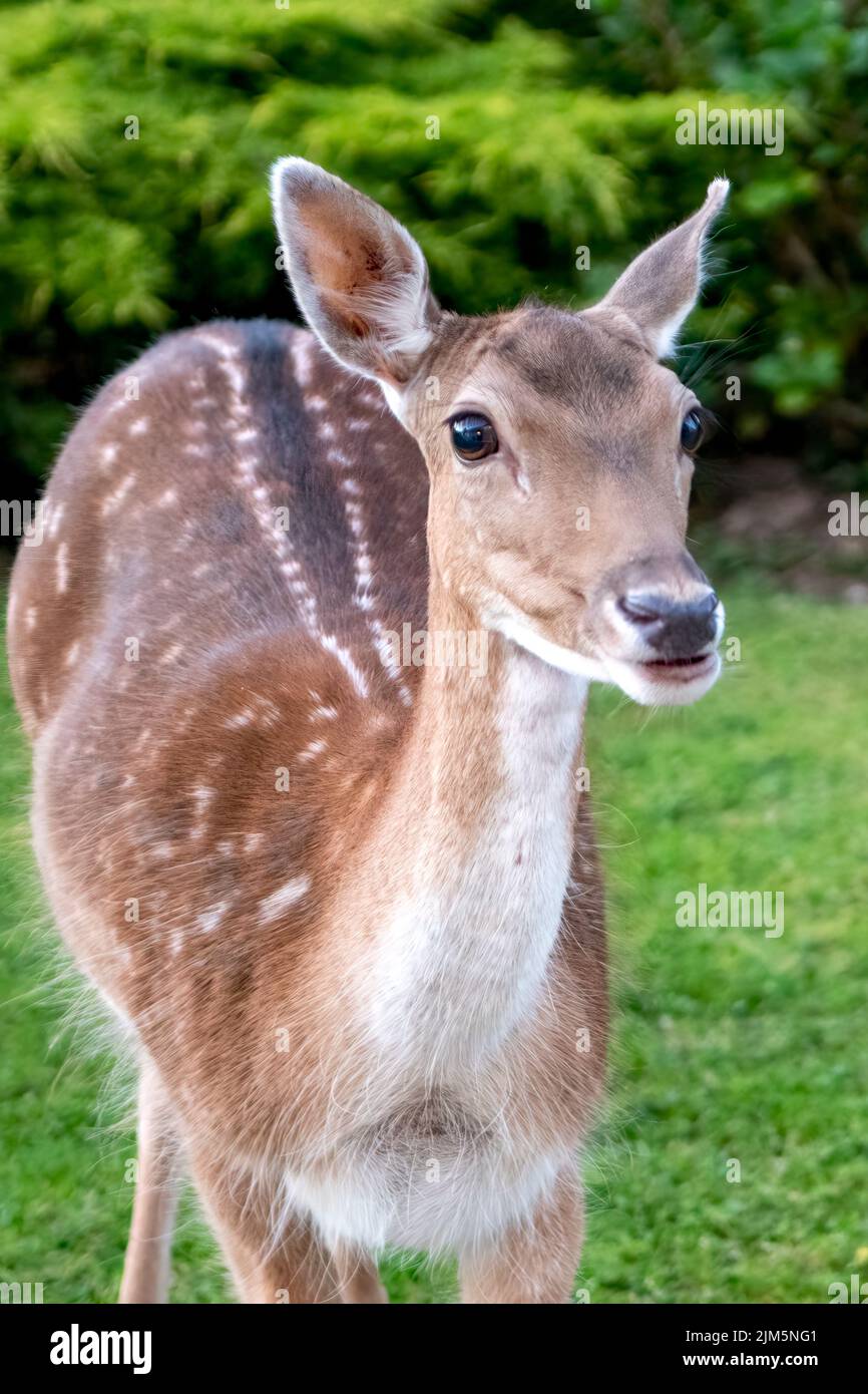 Femmina Deer di fava, Dama dama, Symonds Yat, Herefordshire, Inghilterra Foto Stock