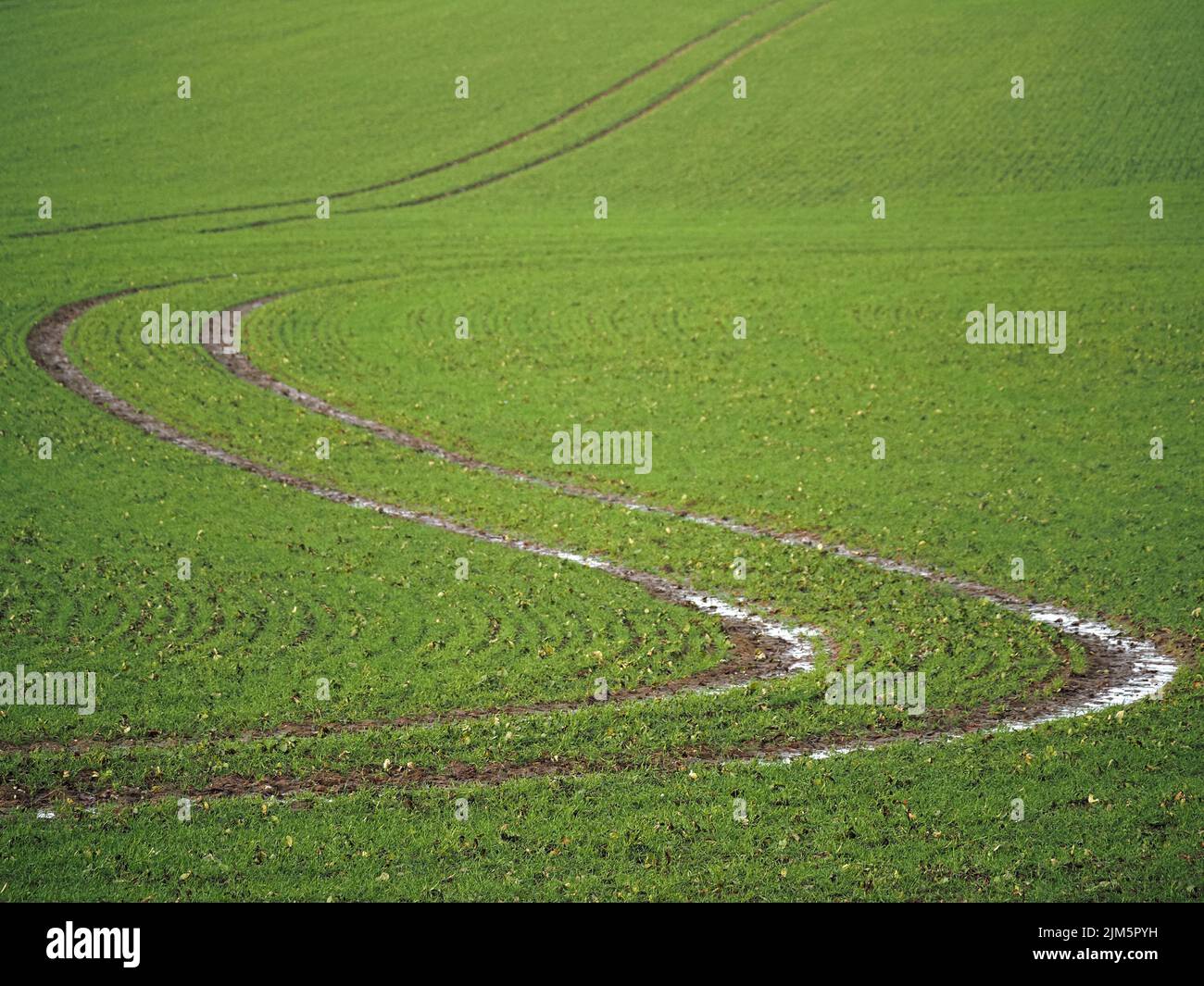 S piegamenti di cingoli di trattori avvolgiosi e fangosi bagnati attraverso il campo di coltivazione verde in pendenza nel Wiltshire, Inghilterra, Regno Unito Foto Stock