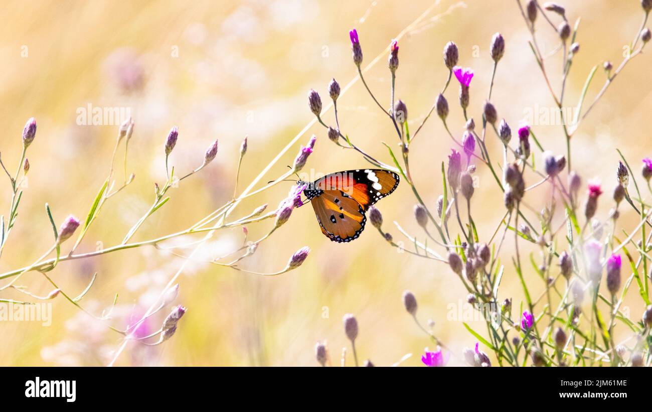 Un selettivo di una farfalla Lepidoptera su un fiore Foto Stock