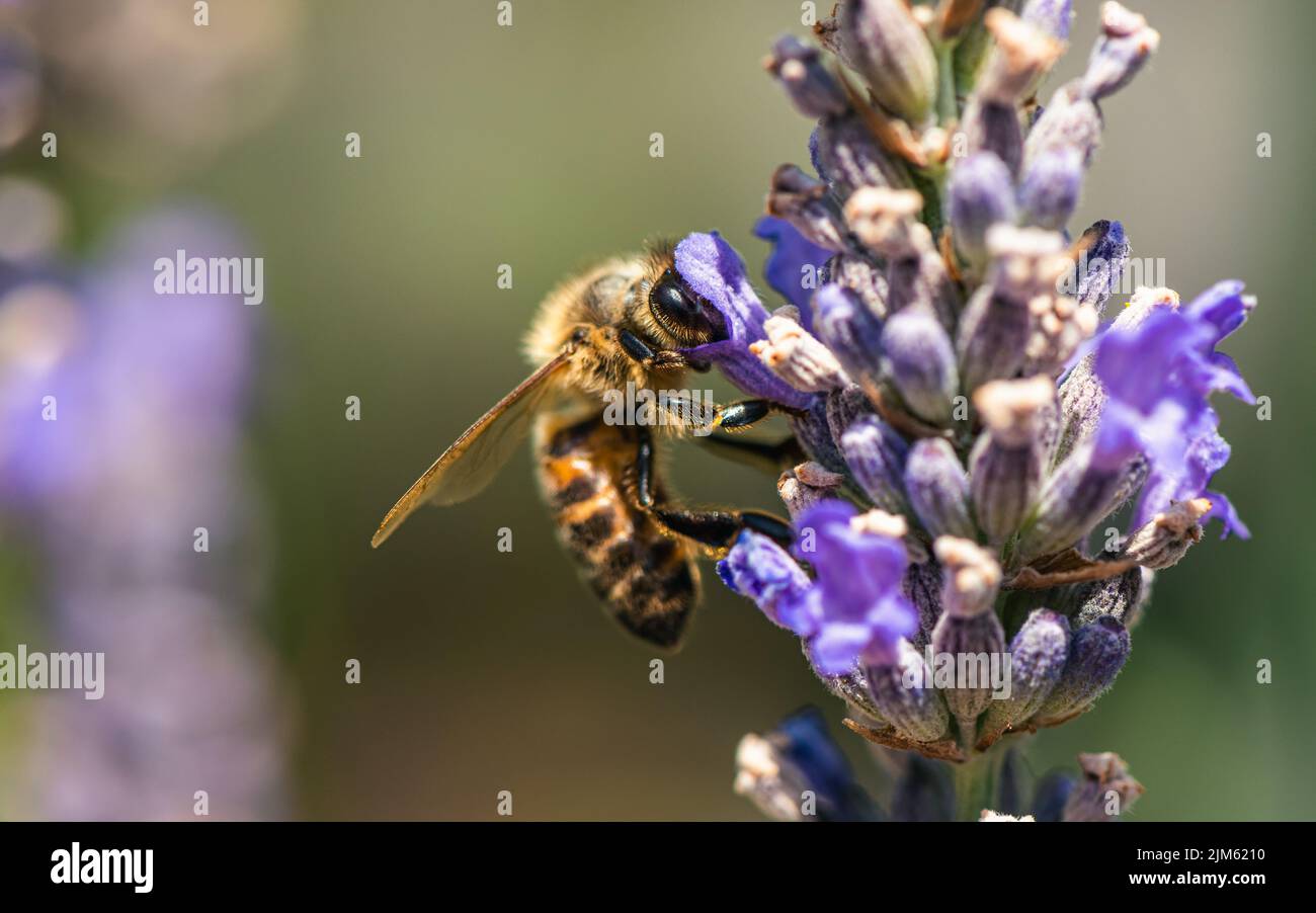 European Honey Bee o Western Honey Bee, API mellifera su fiori di lavanda Foto Stock