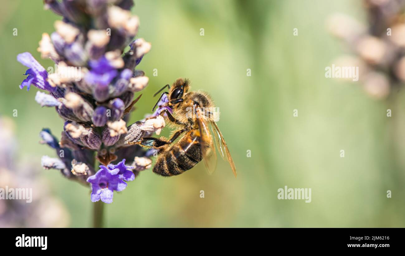 European Honey Bee o Western Honey Bee, API mellifera su fiori di lavanda Foto Stock