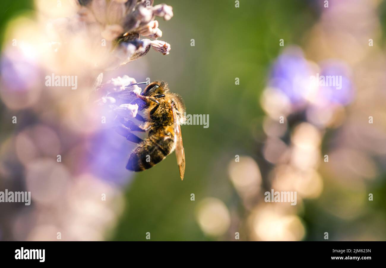 European Honey Bee o Western Honey Bee, API mellifera su fiori di lavanda Foto Stock
