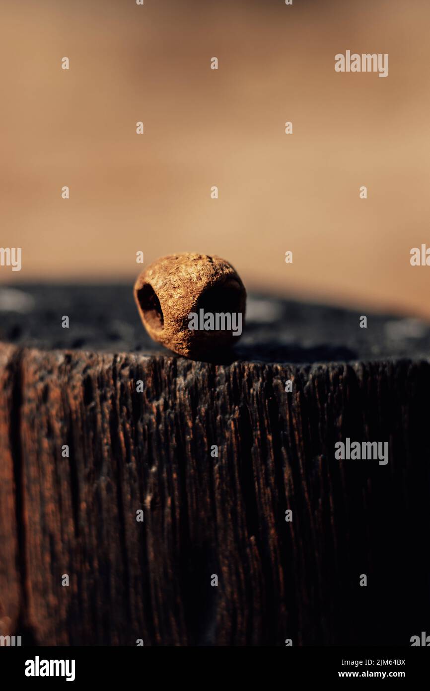 Amarula noce da un albero che assomiglia alla testa di un alieno dallo spazio esterno Foto Stock