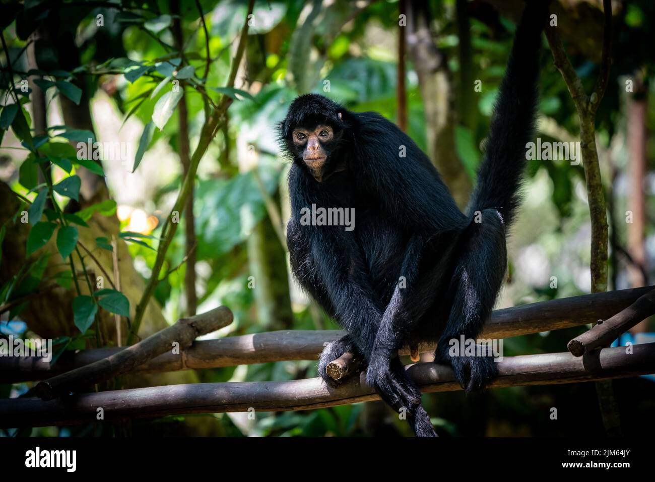 Gran parte della fauna selvatica allo Zoo di Quistococha a Iquitos, Perù è salvato dal commercio di animali domestici. Qui è raffigurata la scimmia ragno peruviana (Ateles chamek). Foto Stock