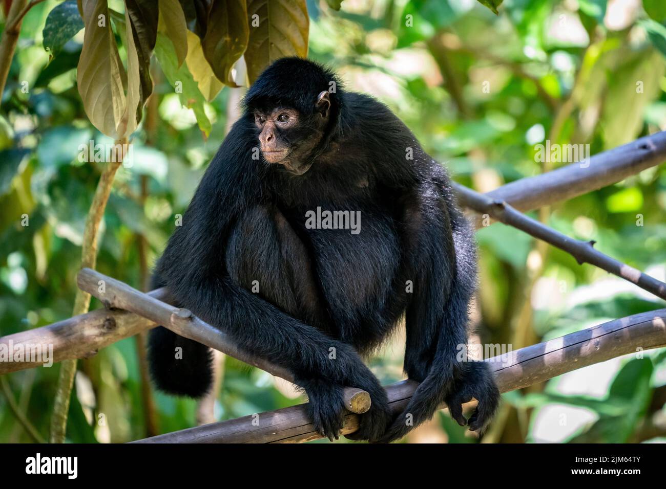 Gran parte della fauna selvatica allo Zoo di Quistococha a Iquitos, Perù è salvato dal commercio di animali domestici. Qui è raffigurata la scimmia ragno peruviana (Ateles chamek). Foto Stock