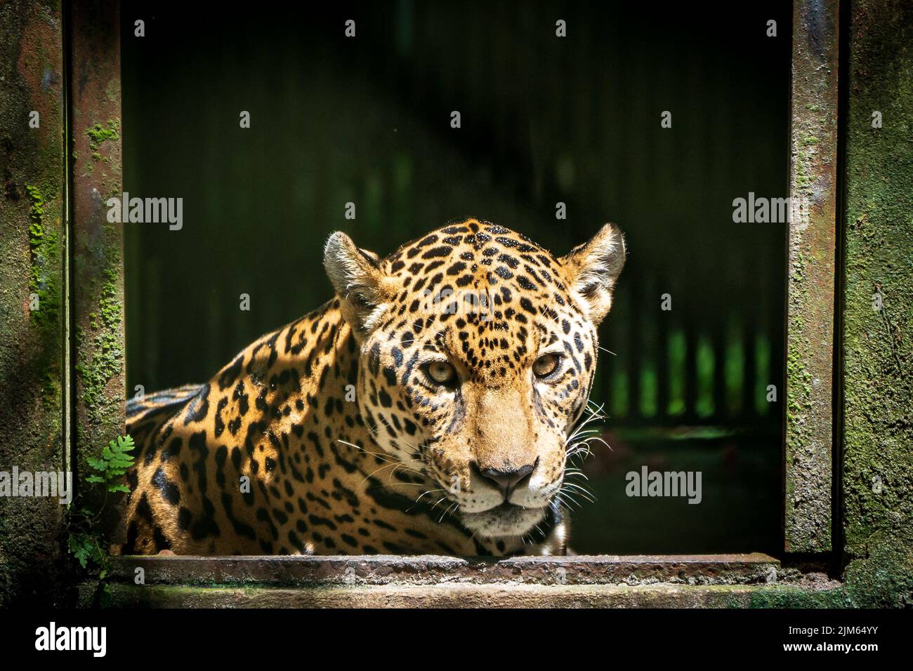 Gran parte della fauna selvatica allo Zoo di Quistococha a Iquitos, Perù è salvato dal commercio di animali domestici. Qui è raffigurato il leopardo (Panthera onca). Foto Stock Gran parte della fauna selvatica allo Zoo di Quistococha a Iquitos, Perù è salvato dal commercio di animali domestici. Qui è raffigurato il leopardo (Panthera onca). Foto Stock