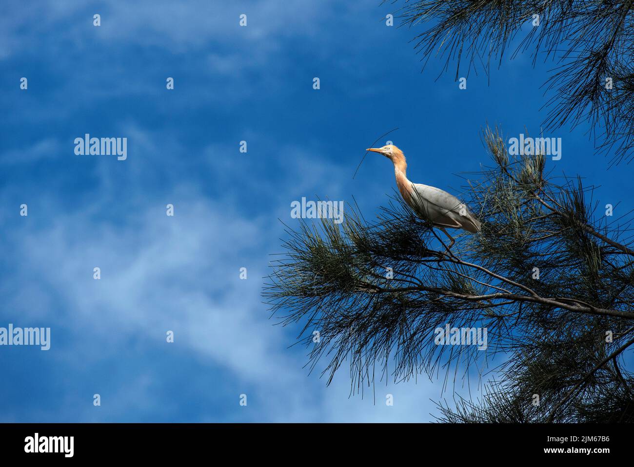 Un allevamento di bestiame (Bubulcus ibis) che raccoglie materiale di nidificazione a Sydney, NSW, Australia (foto di Tara Chand Malhotra) Foto Stock