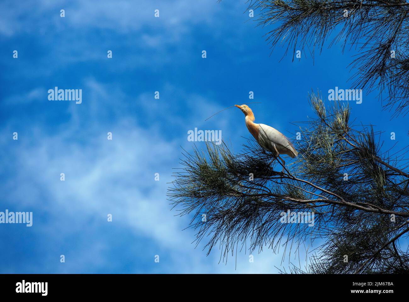 Un allevamento di bestiame (Bubulcus ibis) che raccoglie materiale di nidificazione a Sydney, NSW, Australia (foto di Tara Chand Malhotra) Foto Stock