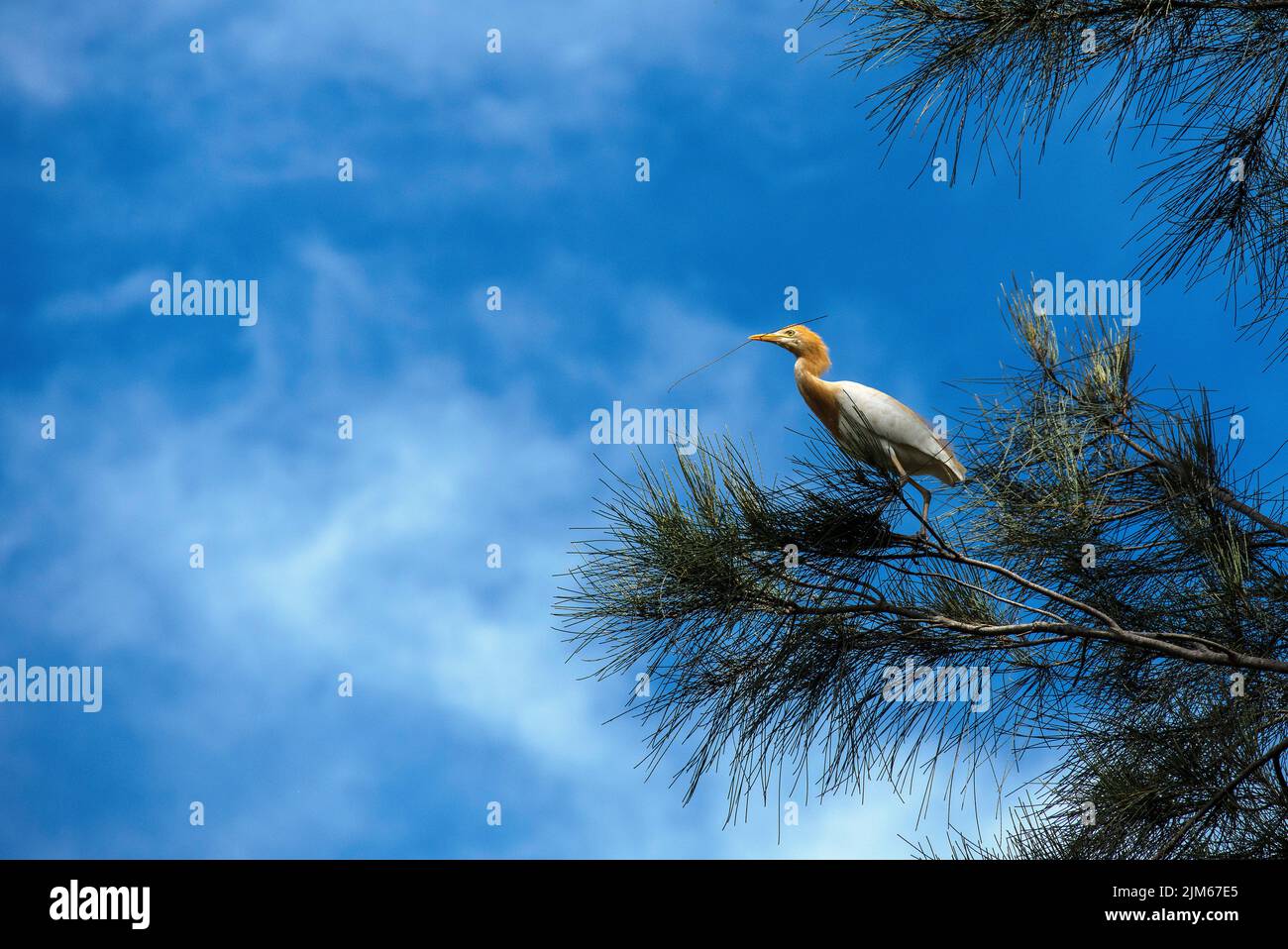 Un allevamento di bestiame (Bubulcus ibis) che raccoglie materiale di nidificazione a Sydney, NSW, Australia (foto di Tara Chand Malhotra) Foto Stock
