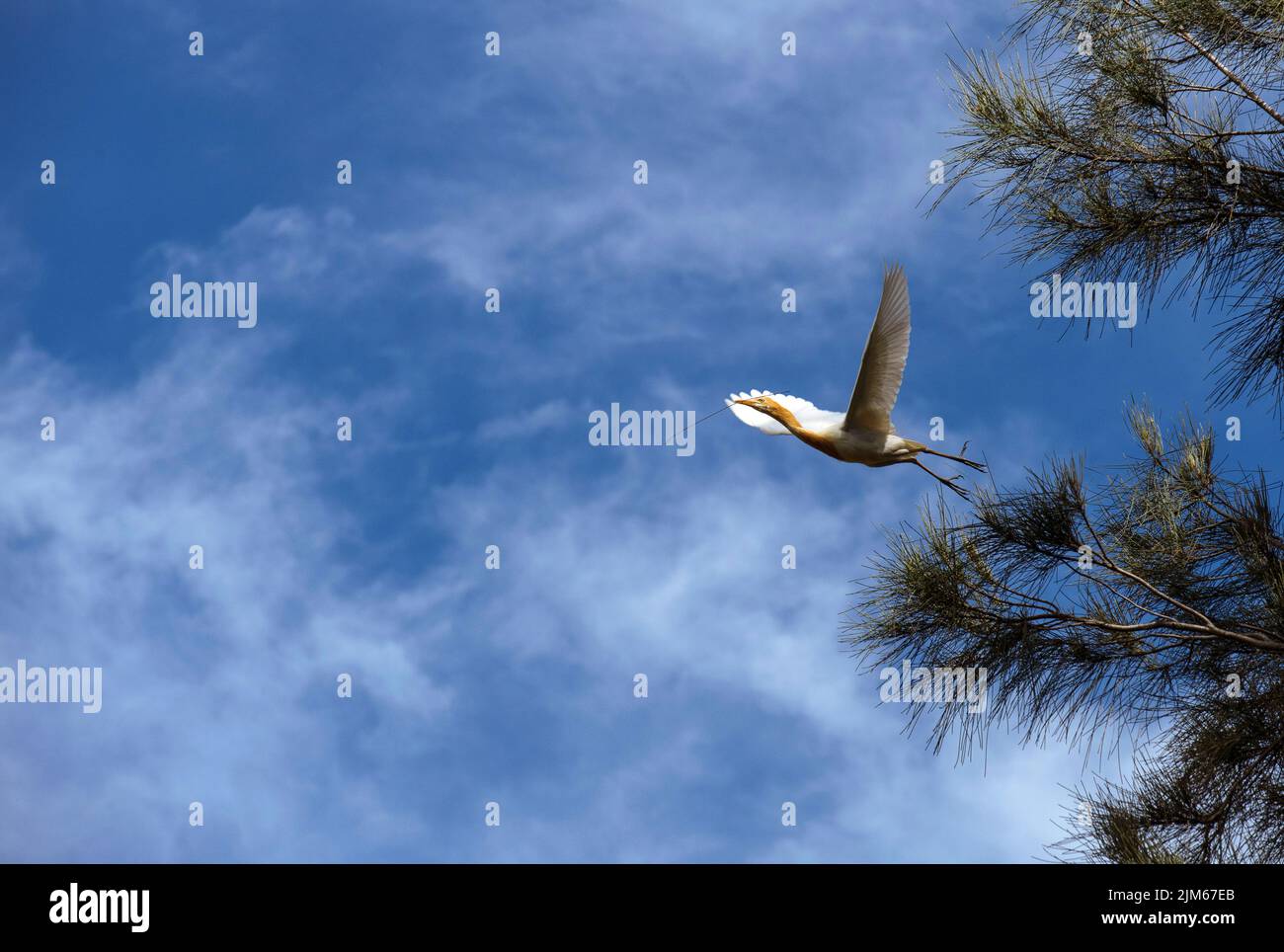 Un allevamento di bestiame (Bubulcus ibis) che raccoglie materiale di nidificazione a Sydney, NSW, Australia (foto di Tara Chand Malhotra) Foto Stock